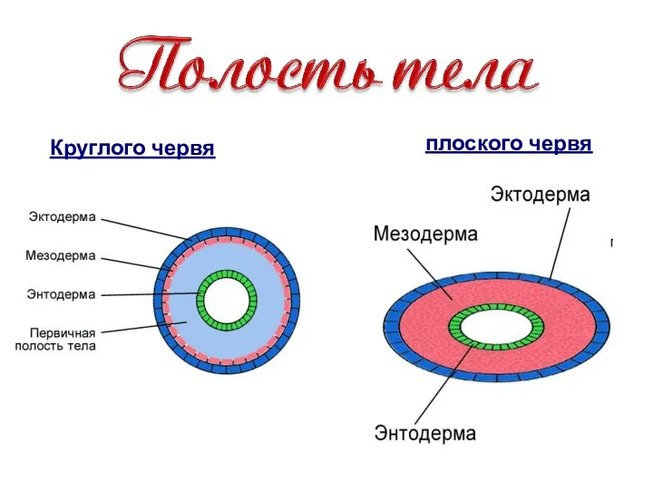 Круглого червя плоского червя