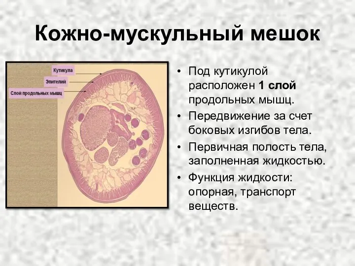 Кожно-мускульный мешок Под кутикулой расположен 1 слой продольных мышц. Передвижение за счет