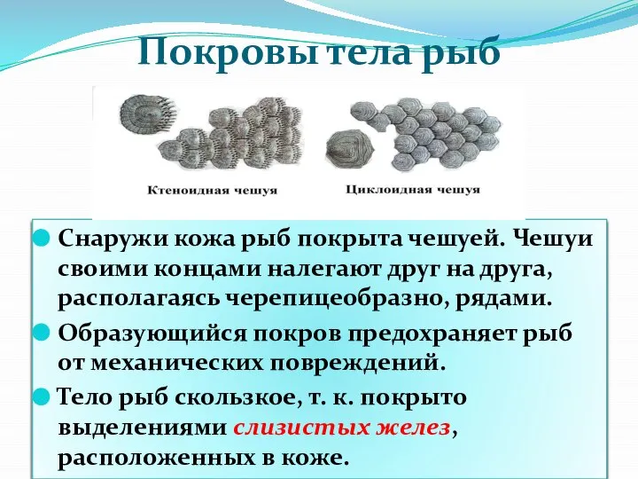 Покровы тела рыб Снаружи кожа рыб покрыта чешуей. Чешуи своими концами налегают