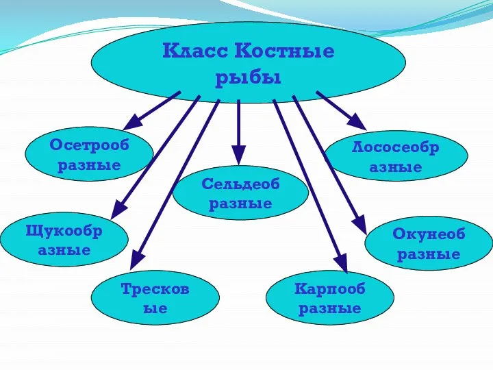 Класс Костные рыбы Лососеобразные Сельдеобразные Карпообразные Тресковые Щукообразные Окунеобразные Осетрообразные