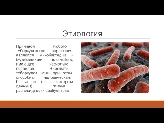 Этиология Причиной любого туберкулезного поражения являются микобактерии - Mycobacterium tuberculosis, имеющие несколько