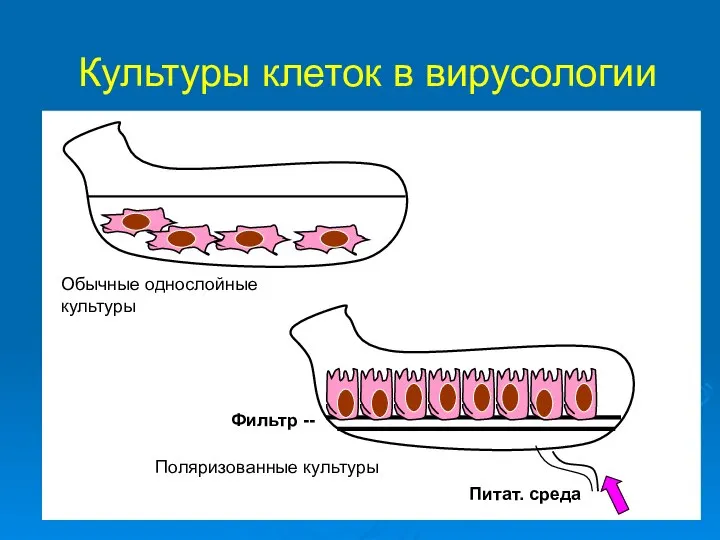 Культуры клеток в вирусологии Питат. среда Обычные однослойные культуры Поляризованные культуры Фильтр --