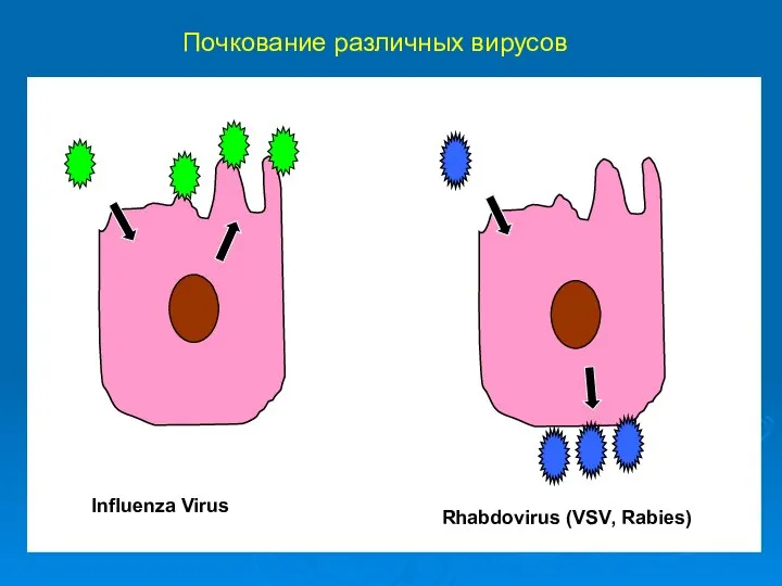 Почкование различных вирусов Influenza Virus Rhabdovirus (VSV, Rabies)