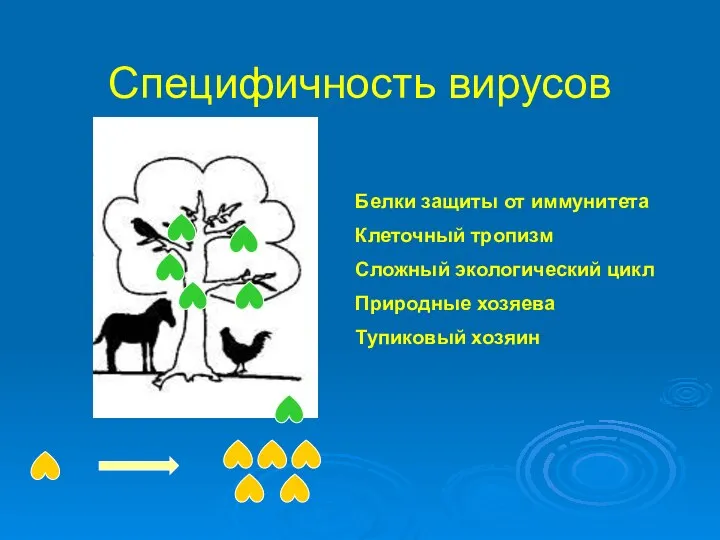 Специфичность вирусов Белки защиты от иммунитета Клеточный тропизм Сложный экологический цикл Природные хозяева Тупиковый хозяин