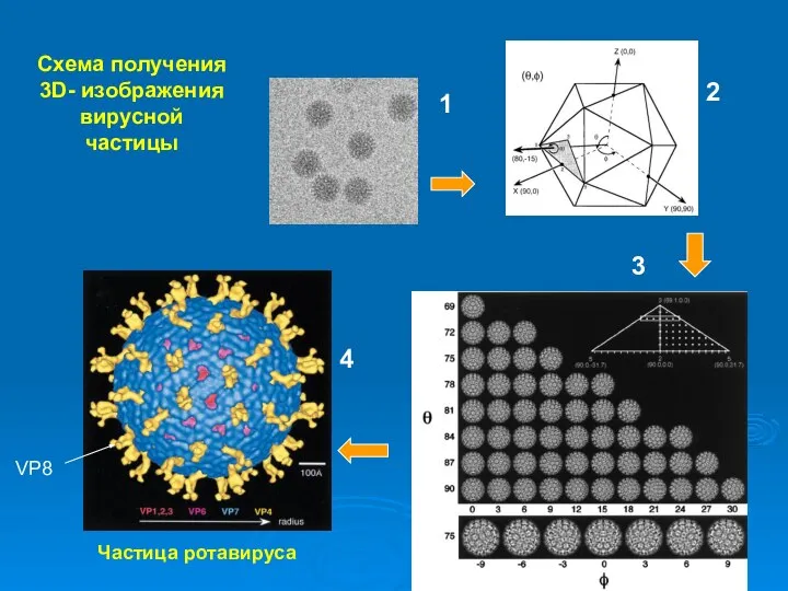 1 2 3 4 Частица ротавируса Схема получения 3D- изображения вирусной частицы VP8