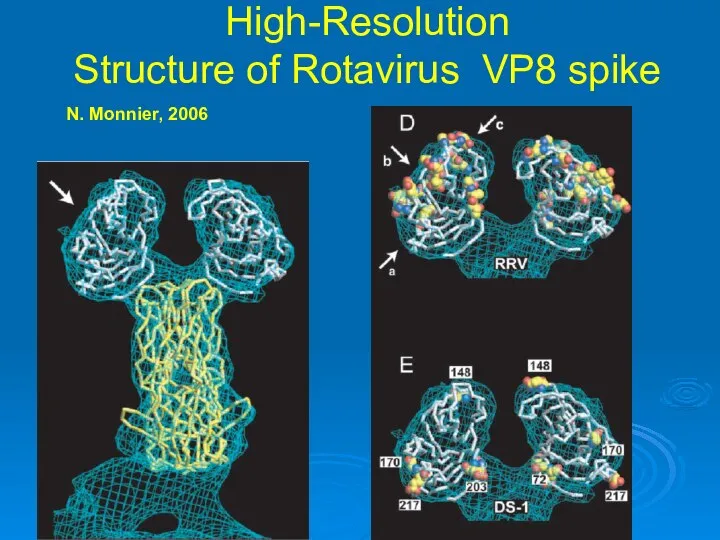 High-Resolution Structure of Rotavirus VP8 spike N. Monnier, 2006