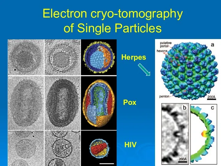 Electron cryo-tomography of Single Particles Herpes Pox HIV