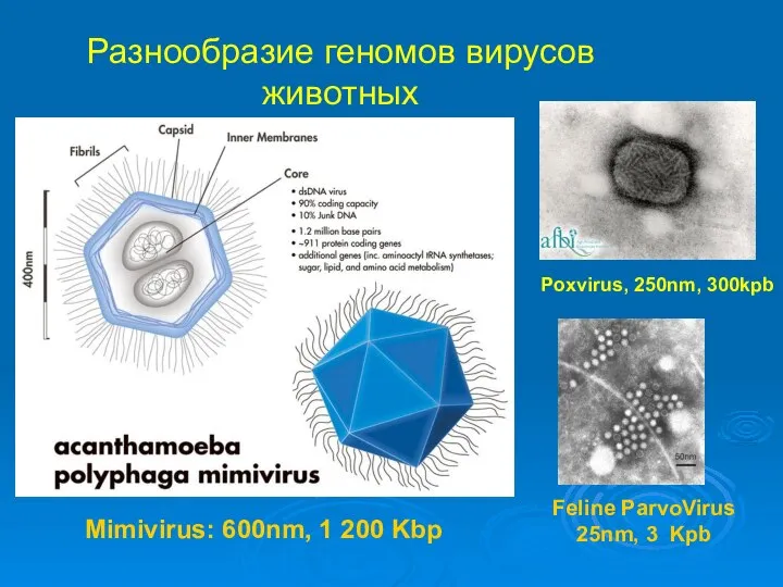 Разнообразие геномов вирусов животных Mimivirus: 600nm, 1 200 Kbp Feline ParvoVirus 25nm,