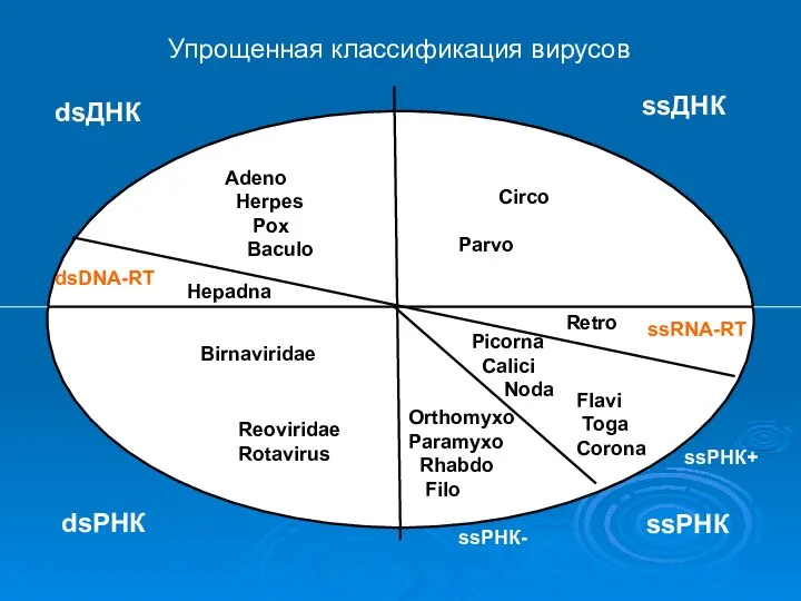 Упрощенная классификация вирусов ssДНК dsДНК dsРНК ssРНК ssРНК+ ssРНК- ssRNA-RT dsDNA-RT Picorna