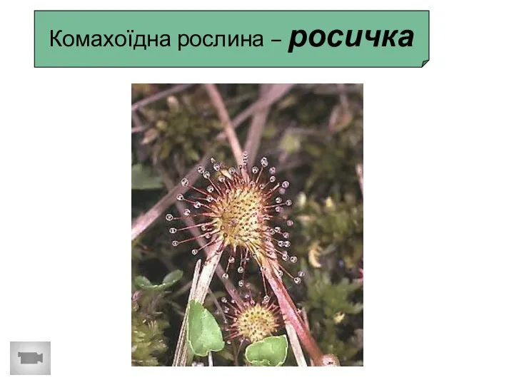 Комахоїдна рослина – росичка