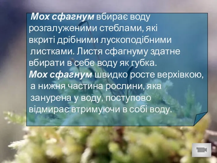 Мох сфагнум вбирає воду розгалуженими стеблами, які вкриті дрібними лускоподібними листками. Листя