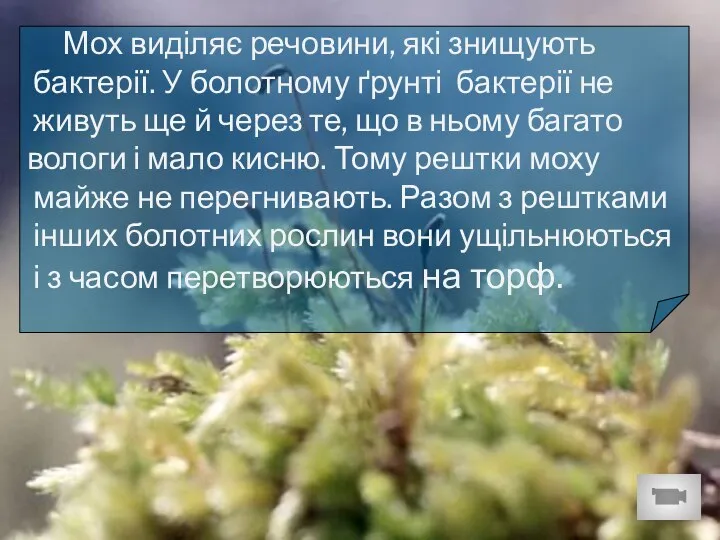 Мох виділяє речовини, які знищують бактерії. У болотному ґрунті бактерії не живуть