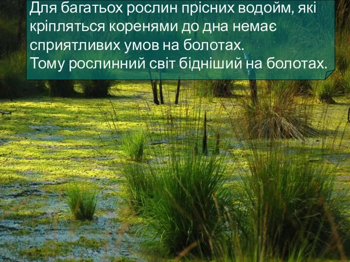 Для багатьох рослин прісних водойм, які кріпляться коренями до дна немає сприятливих