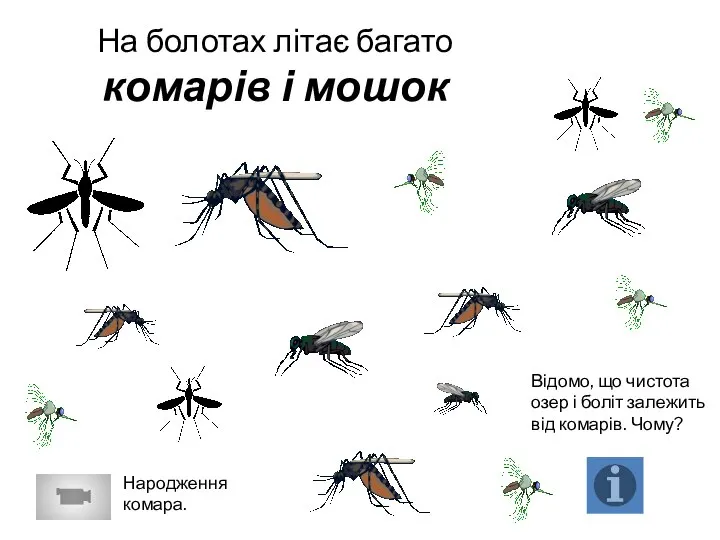 На болотах літає багато комарів і мошок Відомо, що чистота озер і