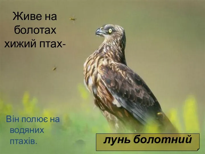 Живе на болотах хижий птах- Він полює на водяних птахів. лунь болотний