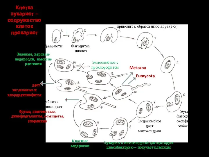 Актин, миозин Защита хромосомы от токов цитоплазмы приводит к образованию ядра (3-5)