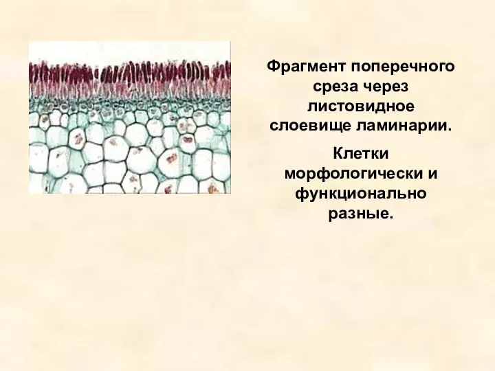 Фрагмент поперечного среза через листовидное слоевище ламинарии. Клетки морфологически и функционально разные.
