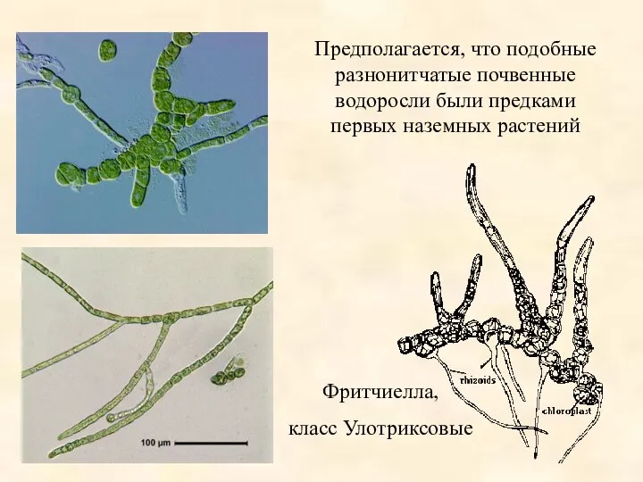 Предполагается, что подобные разнонитчатые почвенные водоросли были предками первых наземных растений Фритчиелла, класс Улотриксовые