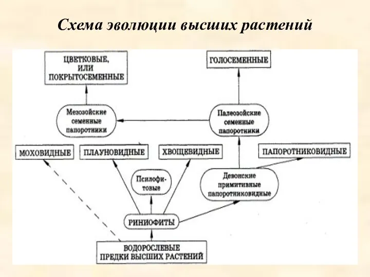 Схема эволюции высших растений