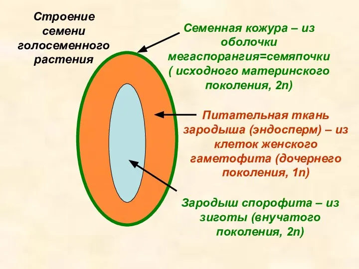 Семенная кожура – из оболочки мегаспорангия=семяпочки ( исходного материнского поколения, 2n) Питательная
