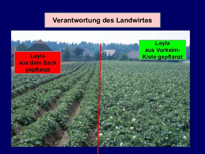 Verantwortung des Landwirtes Leyla aus dem Sack gepflanzt Leyla aus Vorkeim- Kiste gepflanzt