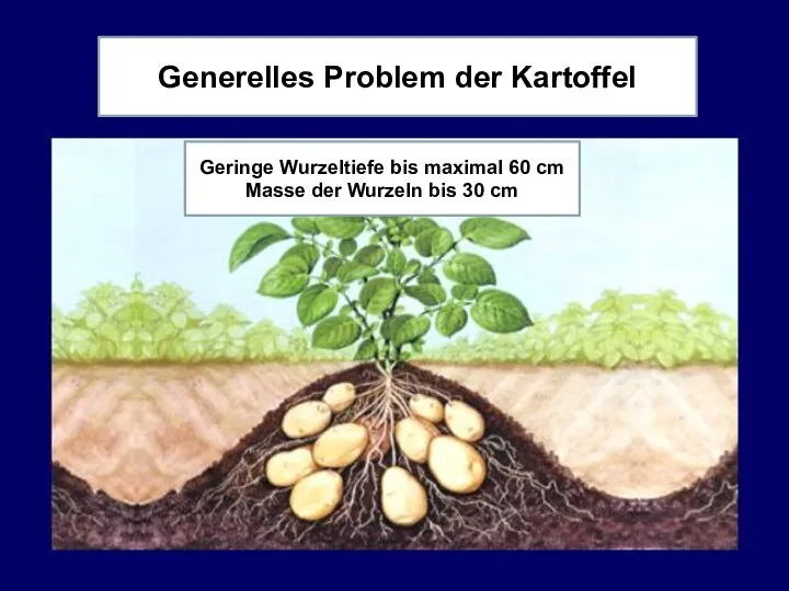 Generelles Problem der Kartoffel Geringe Wurzeltiefe bis maximal 60 cm Masse der Wurzeln bis 30 cm