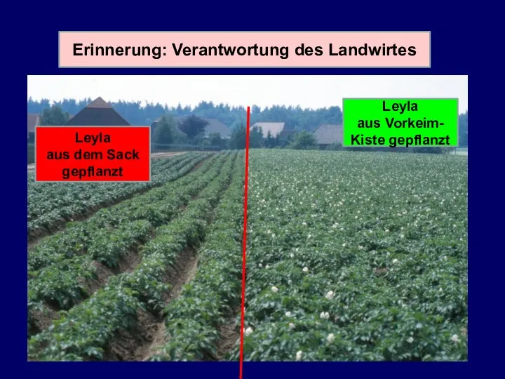 Erinnerung: Verantwortung des Landwirtes Leyla aus dem Sack gepflanzt Leyla aus Vorkeim- Kiste gepflanzt