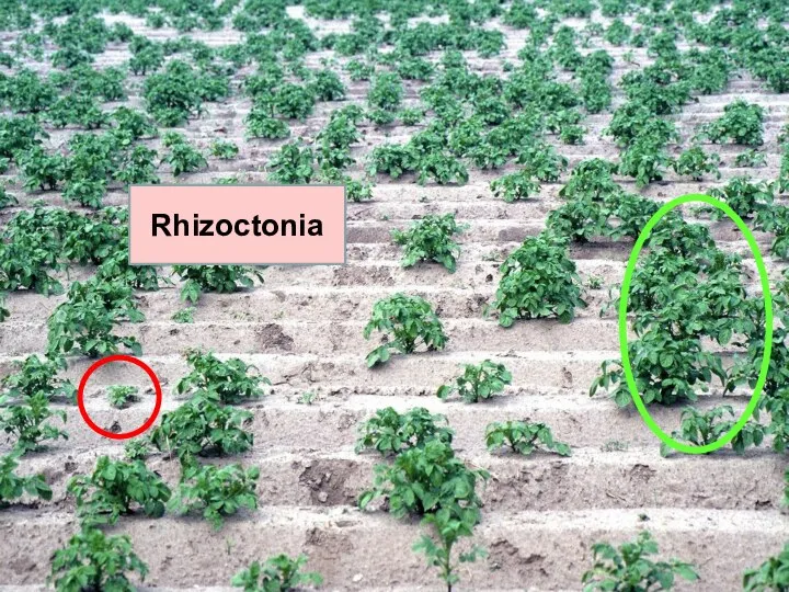 Rhizoctonia