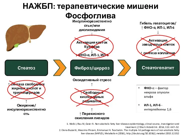 Стеатоз Стеатогепатит Фиброз/цирроз ↑ синтеза свободных жирных кислот и триглицеридов ↑ Ожирение/