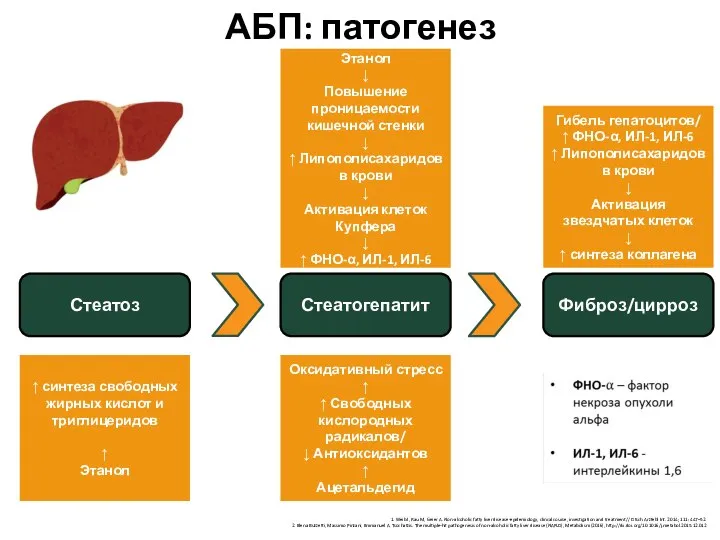 АБП: патогенез Стеатоз Стеатогепатит Фиброз/цирроз ↑ синтеза свободных жирных кислот и триглицеридов