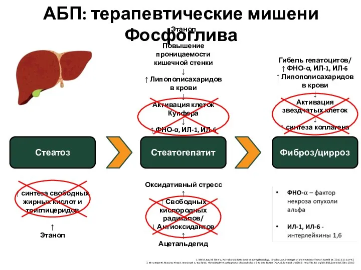 АБП: терапевтические мишени Фосфоглива Стеатоз Стеатогепатит Фиброз/цирроз ↑ синтеза свободных жирных кислот