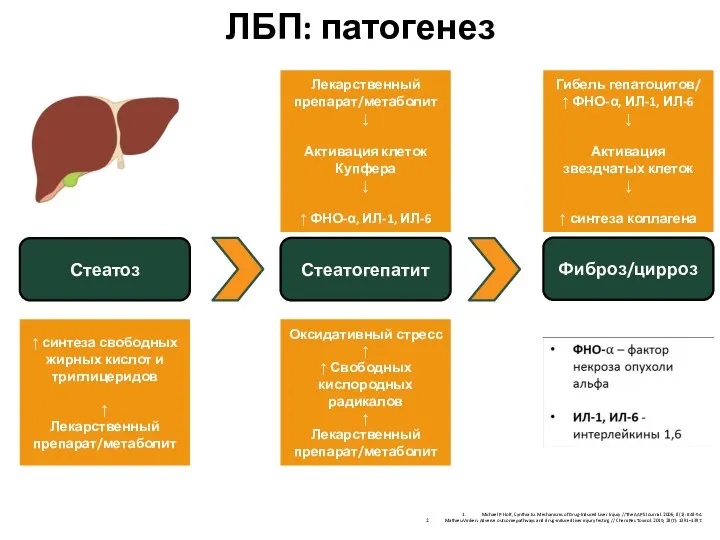 ЛБП: патогенез Стеатоз Фиброз/цирроз Стеатогепатит ↑ синтеза свободных жирных кислот и триглицеридов
