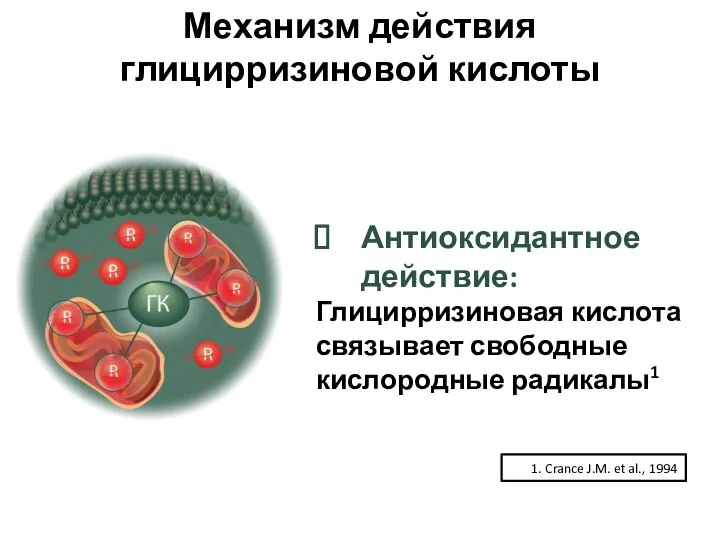 Механизм действия глицирризиновой кислоты Антиоксидантное действие: Глицирризиновая кислота связывает свободные кислородные радикалы1