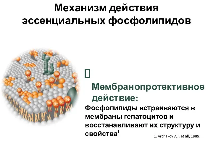 Механизм действия эссенциальных фосфолипидов Мембранопротективное действие: Фосфолипиды встраиваются в мембраны гепатоцитов и