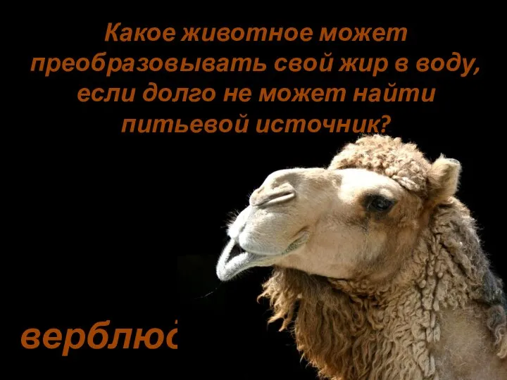 верблюд Какое животное может преобразовывать свой жир в воду, если долго не может найти питьевой источник?