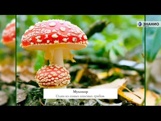 Мухомор Один из самых опасных грибов.