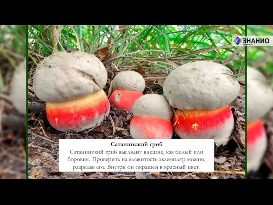Сатанинский гриб Сатанинский гриб выглядит внешне, как белый или боровик. Проверить на