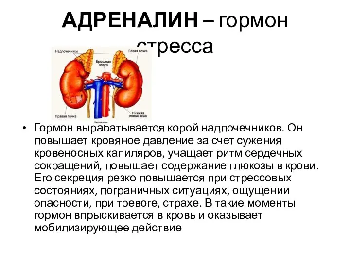 АДРЕНАЛИН – гормон стресса Гормон вырабатывается корой надпочечников. Он повышает кровяное давление