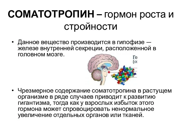 СОМАТОТРОПИН – гормон роста и стройности Данное вещество производится в гипофизе —