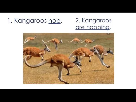 1. Kangaroos hop. 2. Kangaroos are hopping.