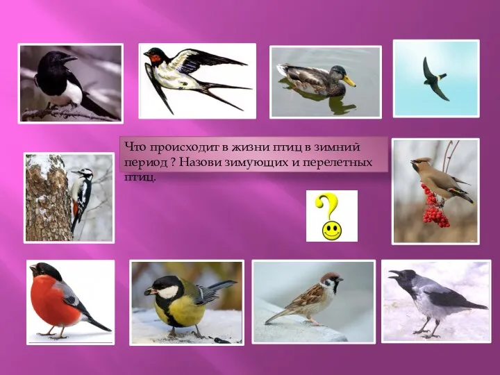 Что происходит в жизни птиц в зимний период ? Назови зимующих и перелетных птиц.