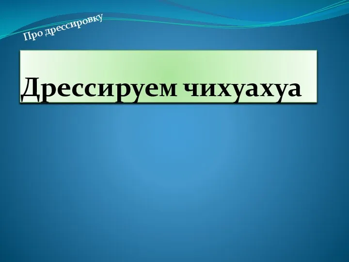 Дрессируем чихуахуа Про дрессировку