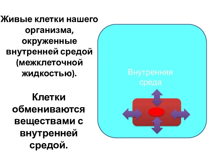 Живые клетки нашего организма, окруженные внутренней средой (межклеточной жидкостью). Внешняя среда Внешняя