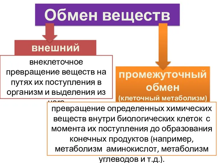 Обмен веществ внешний обмен промежуточный обмен (клеточный метаболизм) внеклеточное превращение веществ на