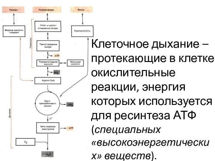 Клеточное дыхание – протекающие в клетке окислительные реакции, энергия которых используется для