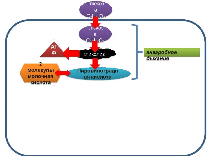 2 АТФ Глюкоза С6Н12О6 Глюкоза С6Н12О6 гликолиз Пировиноградная кислота 2 молекулы молочная кислота анаэробное дыхание