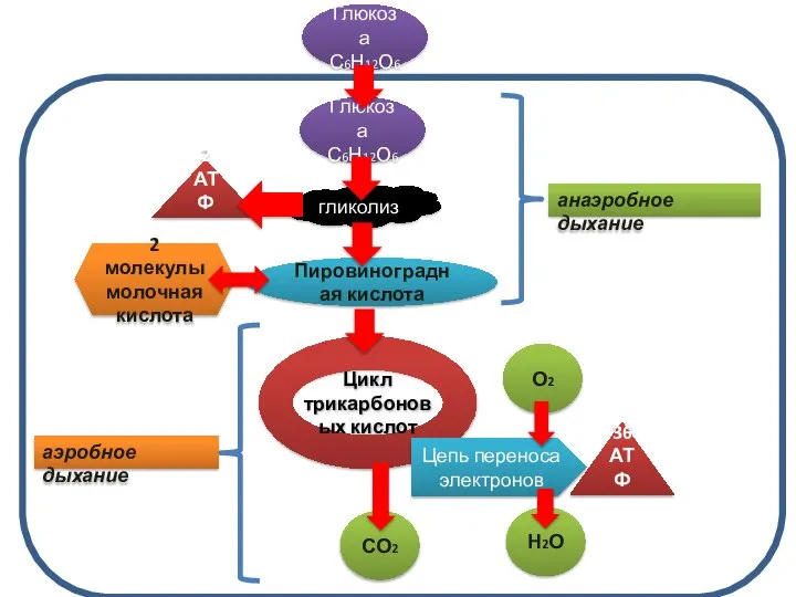 СО2 2 АТФ Глюкоза С6Н12О6 Глюкоза С6Н12О6 гликолиз Пировиноградная кислота 2 молекулы
