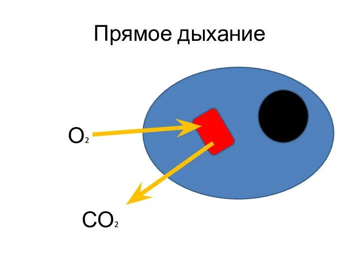 Прямое дыхание О2 СО2