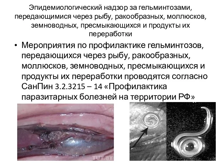 Эпидемиологический надзор за гельминтозами, передающимися через рыбу, ракообразных, моллюсков, земноводных, пресмыкающихся и