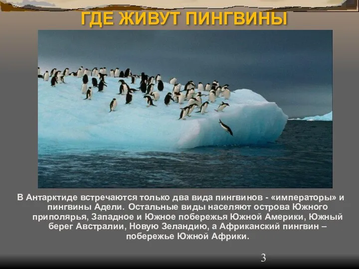 ГДЕ ЖИВУТ ПИНГВИНЫ В Антарктиде встречаются только два вида пингвинов - «императоры»